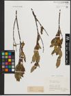 Foto von Salix phylicifolia L.
